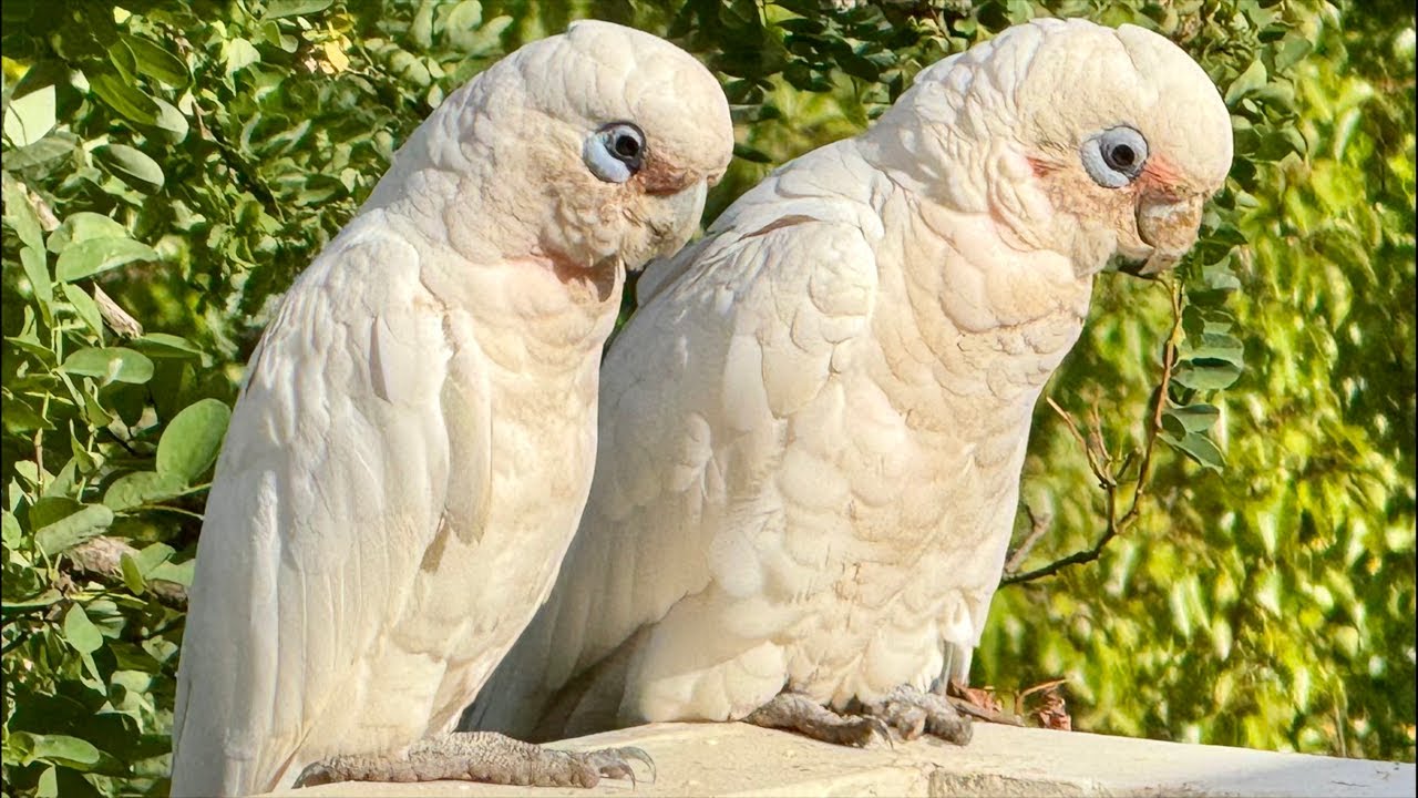 The Australian Bird Show!