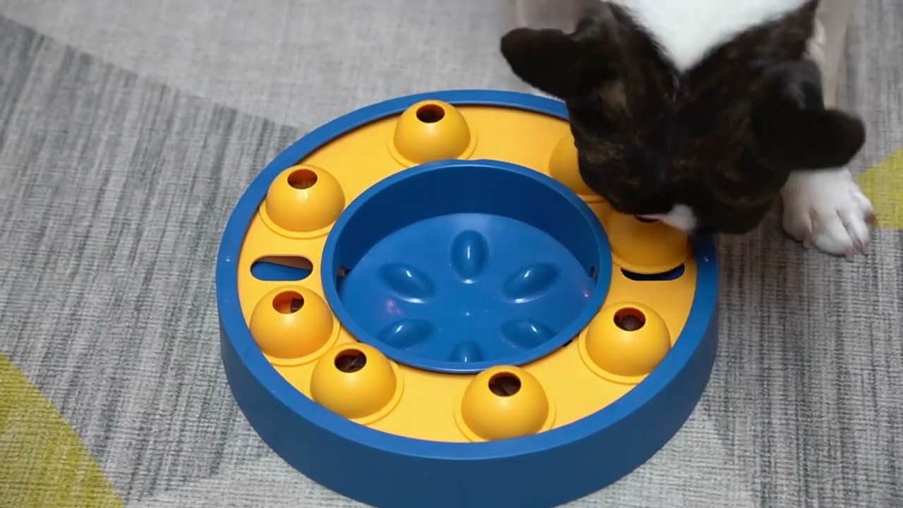 KADTC Disk Dog Puzzle Toy Level 1 Dogs Mental Stimulation Food Dispenser Product Display 2