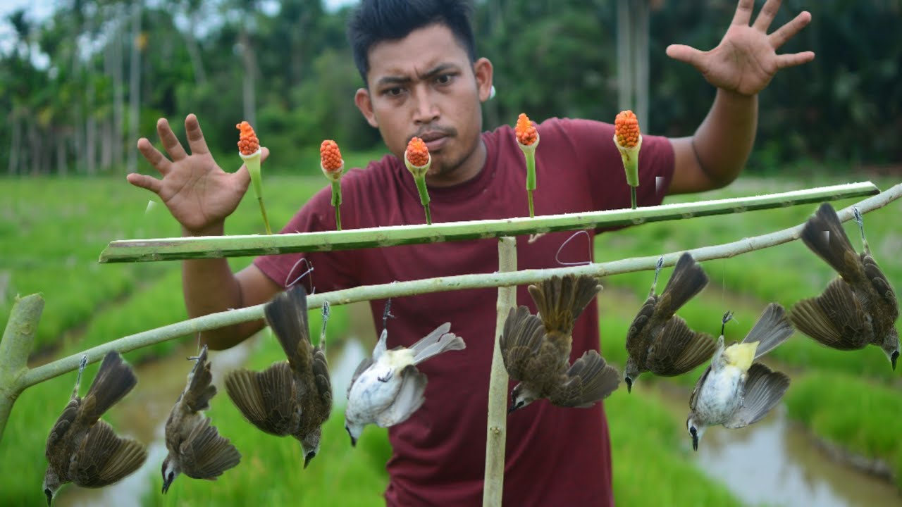 RATUSAN BURUNG TRUCUKAN  KENAK //DENGAN MENGUNAKAN RANTING KAYU !! KELADI HUTAN//BIRY TRAP