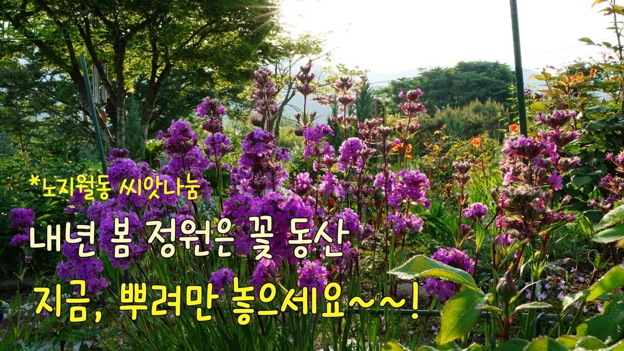 노지월동 꽃 가을파종으로 봄 정원을 풍성하게/노지월동 씨앗 나눔 6종/지금 정원은 가을꽃 향연/밥티시아,차이브,올라야,넝쿨장구채,락스퍼 파종/Korean country garden