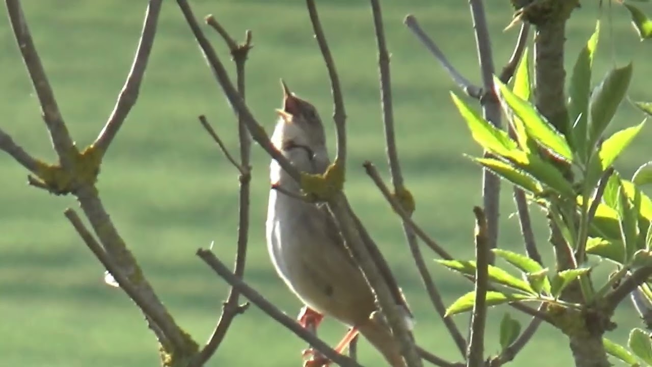 Brzęczka #Savi's Warbler#Rohrschwirl#Cvrčilka slav&iacute;kov&aacute;#Buscarla unicolor#Locustella luscinioides
