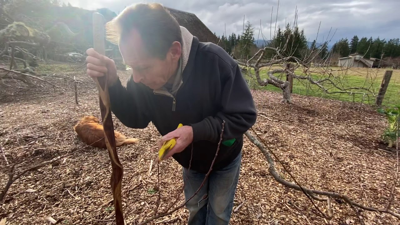 Grafting fruit trees with Paul Gautschi