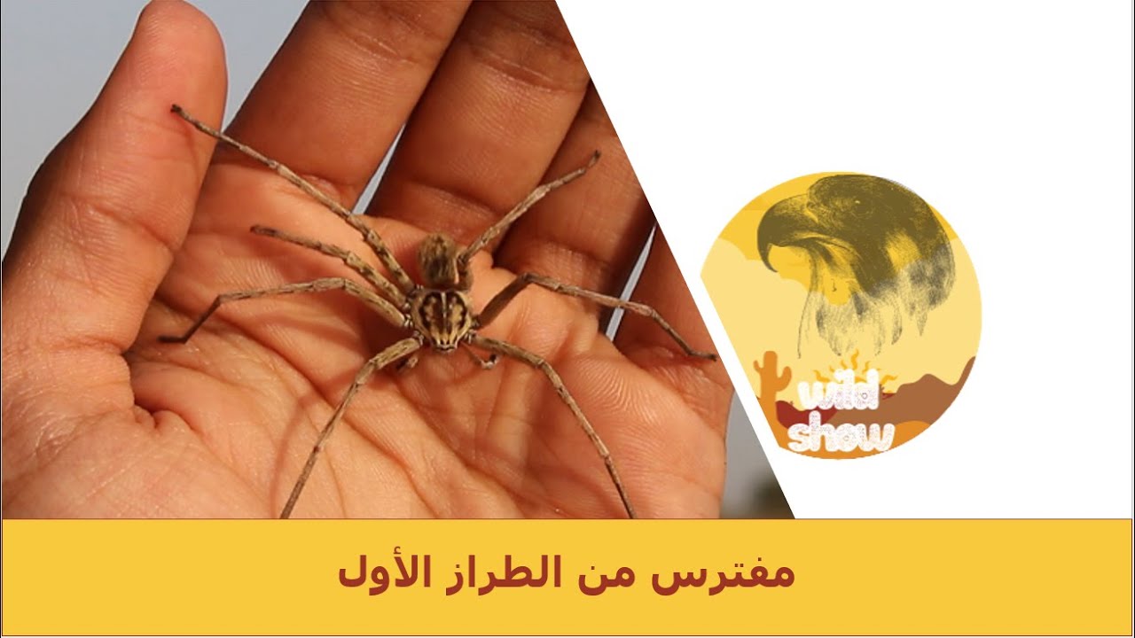 مع فهد التمساح | اكبر عنكبوت في السعودية - The largest spider in Saudi Arabia 