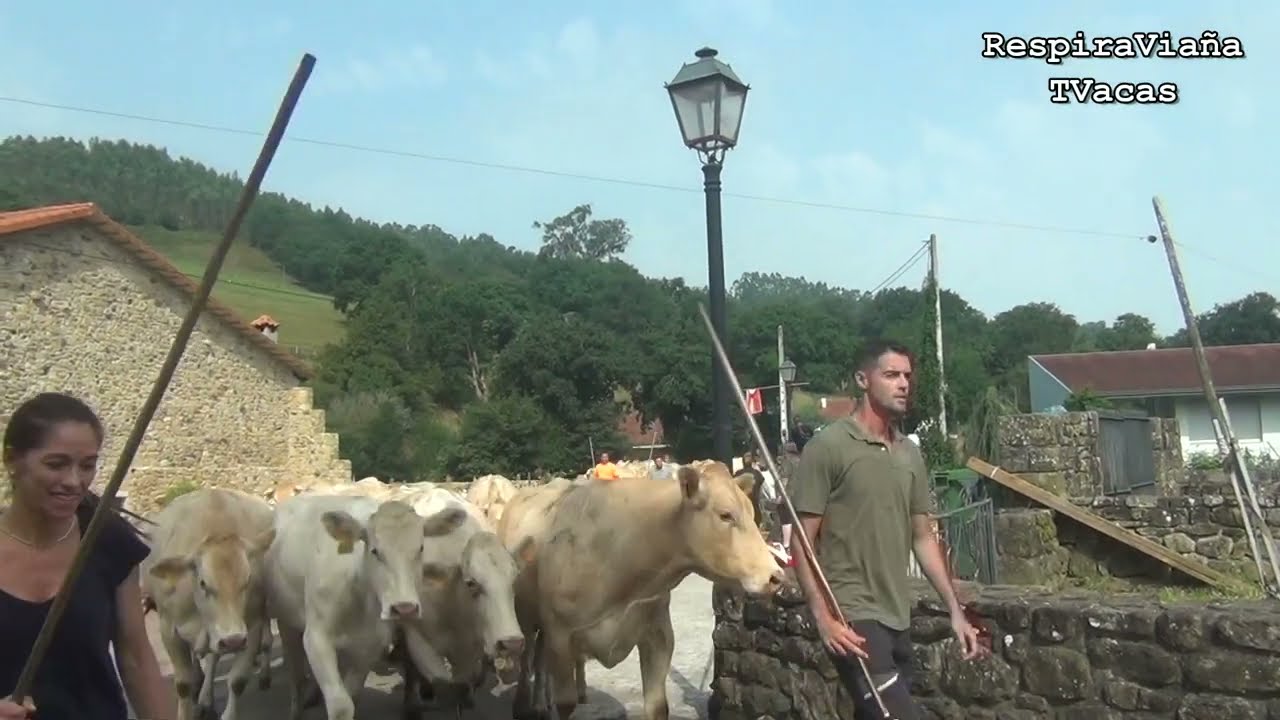 Feria ganadera de Los Llanos de Penagos 17 08 2025