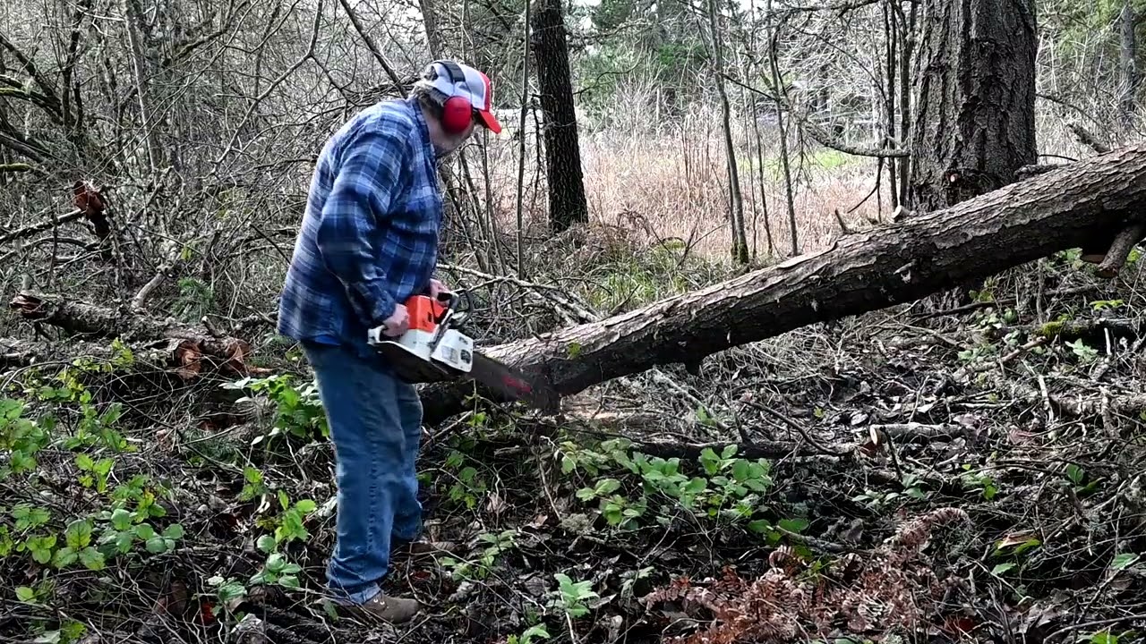 Stihl 034 (Mr. Cheesey) The Weirdball Chainsaw Finds It's Niche!