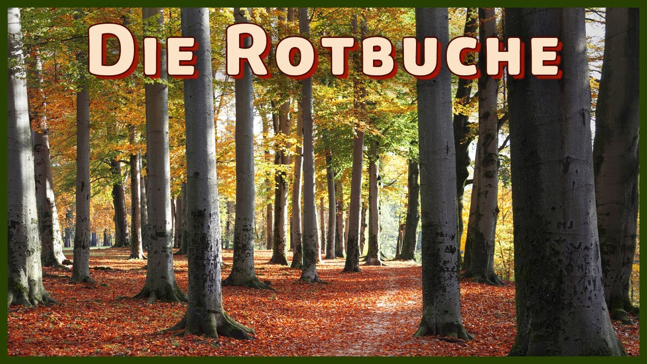 Heimische Baumarten kennenlernen: Die Rotbuche (Fagus sylvatica)