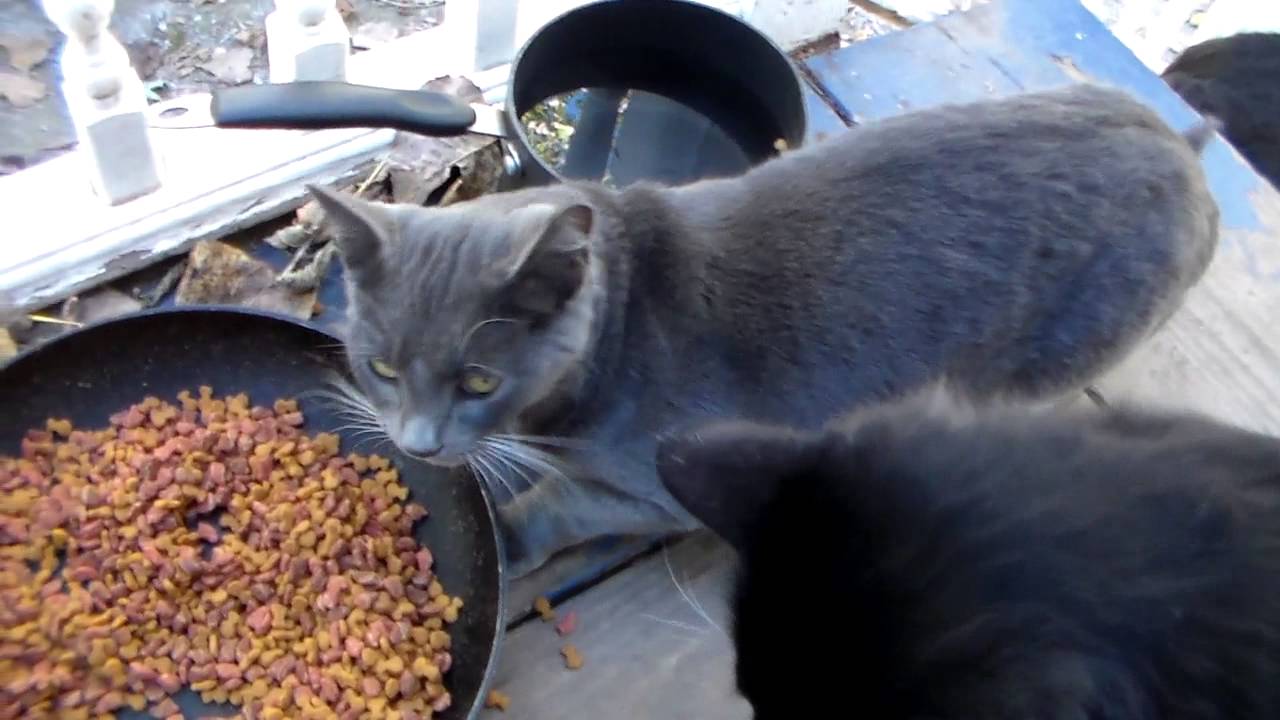 Taming a feral cat  2
