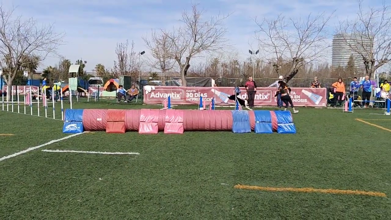 Party RSCE Divertidog 22-02-26 Jumping