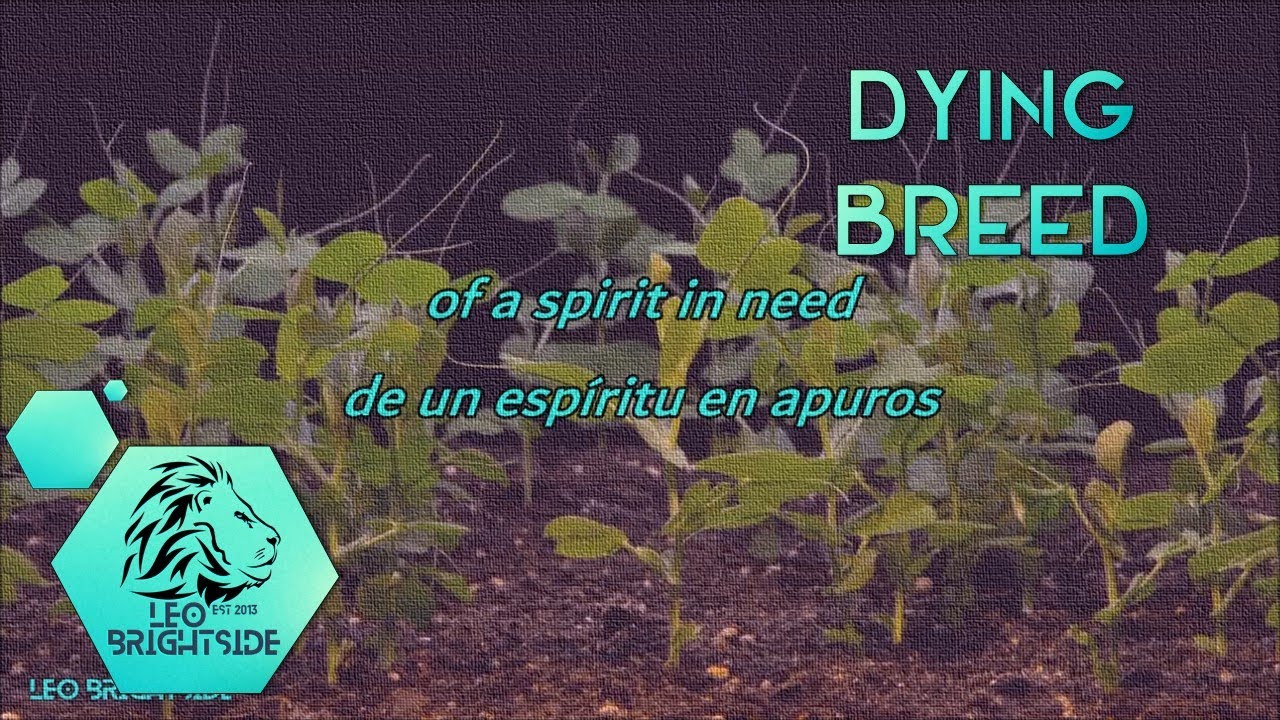 ITM 03 The Killers -Dying Breed (Traducción/Lyrics)