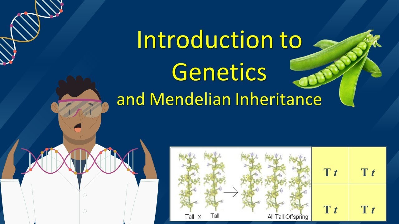 Introduction to Genetics and Mendelian Inheritance