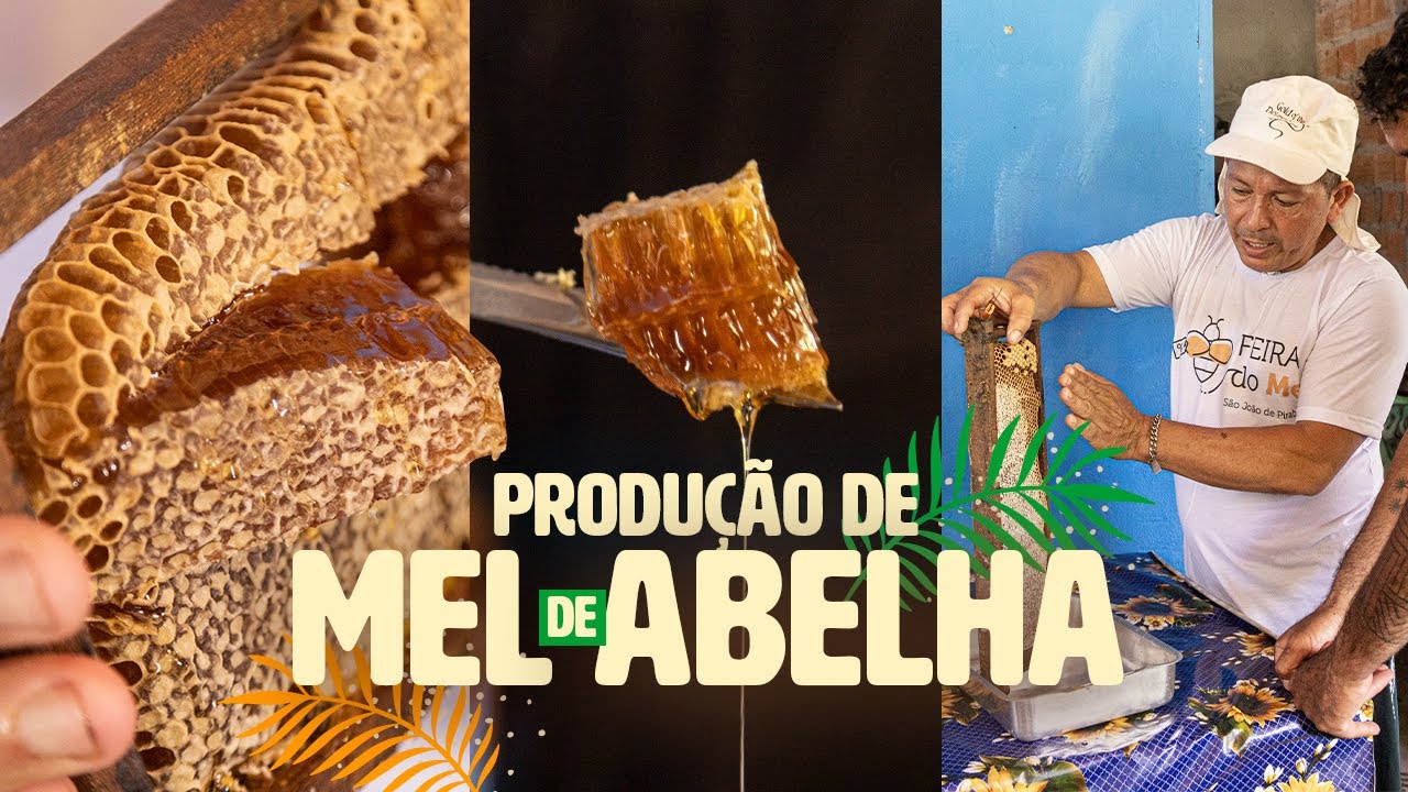 COMO É PRODUZIDO MEL NA AMAZÔNIA | Da floresta pra mesa | Verão Amazônico