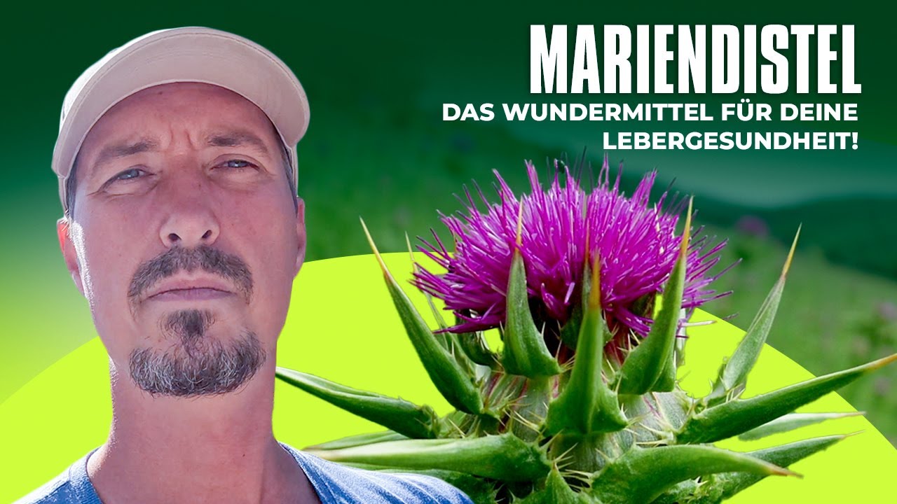 Distel im Fokus - Wie die Pflanze Deine Gesundheit Unterstützen Kann!    Heilpflanze Distel