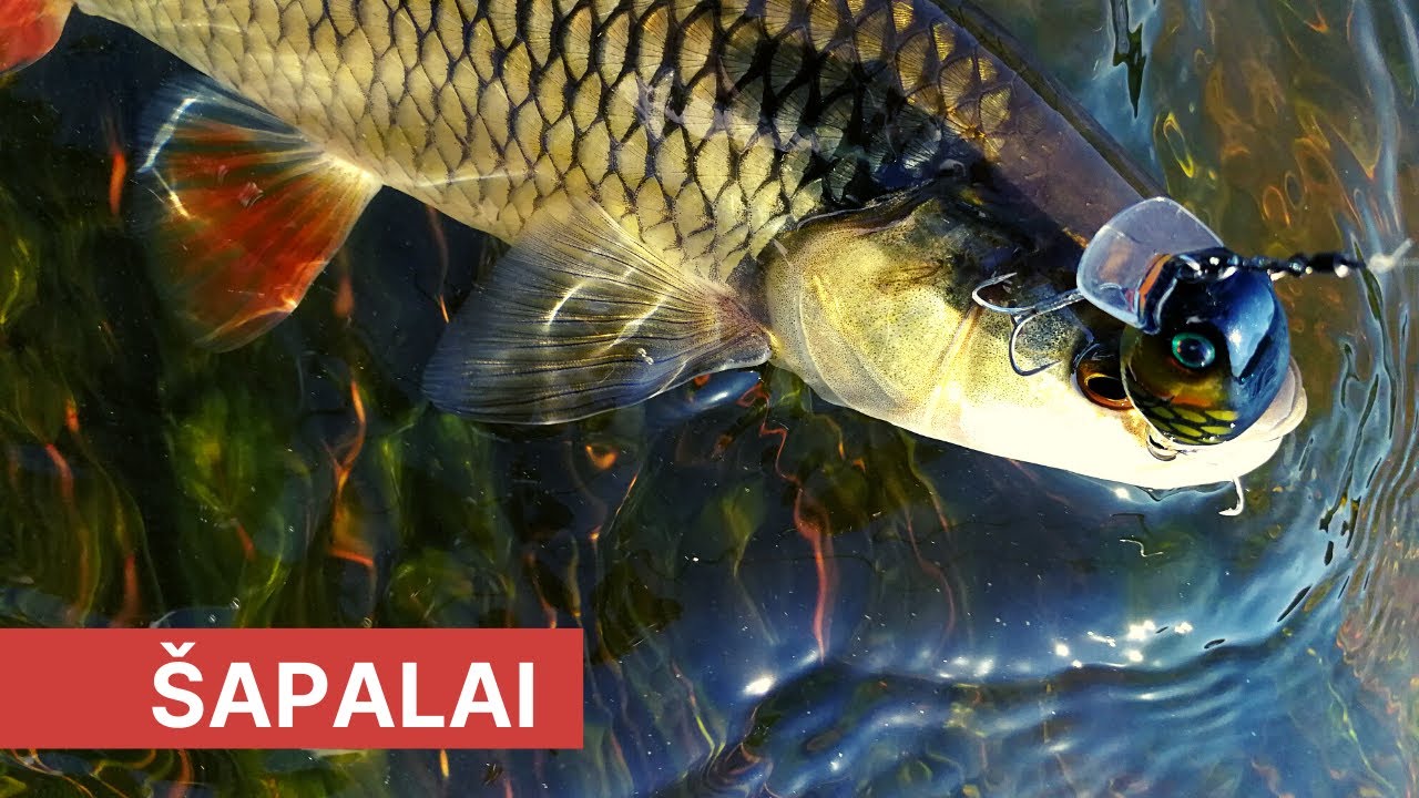 Šapalai, žvejyba Neryje. 