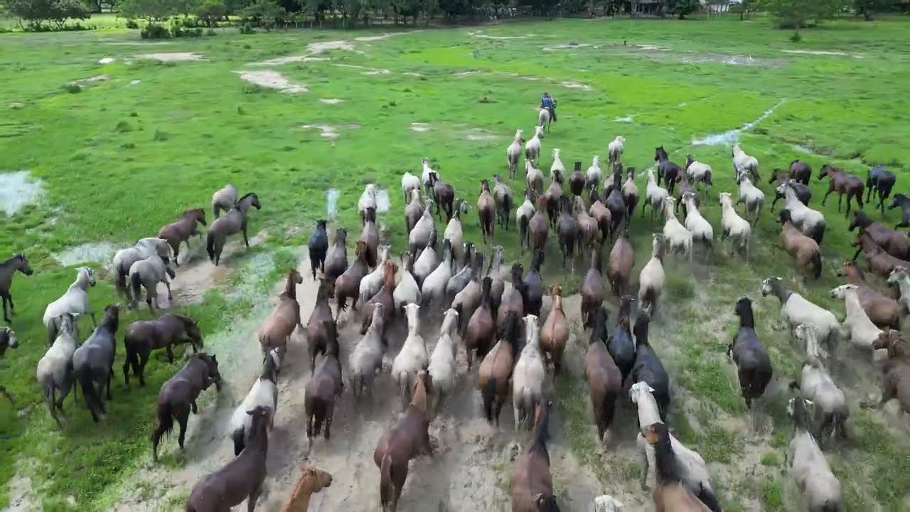 LOS LLANOS - The Colombia Cowboy & Wrangling Experience