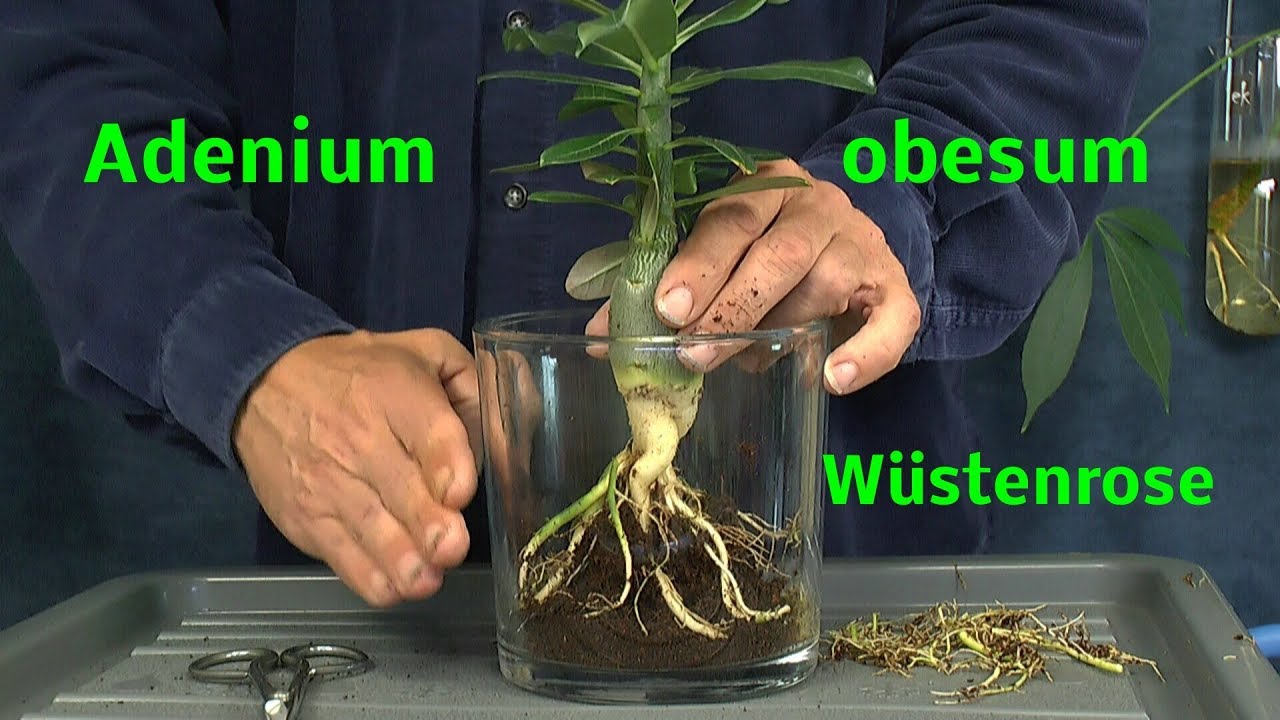 Adenium obesum die Wüstenrose umtopfen und wie geht es weiter nach 2 Monaten