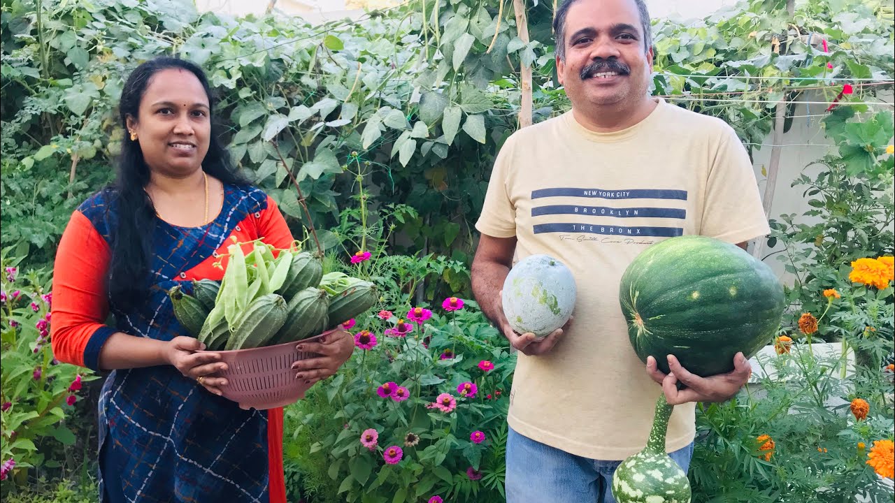 ഖത്തറിലെ അടുക്കള തോട്ടം||ഖത്തറിൽ ഇങ്ങനെയും പച്ചകറി കൃഷി ചെയ്യാമായിരുന്നോ| vegetable Garden in Qatar