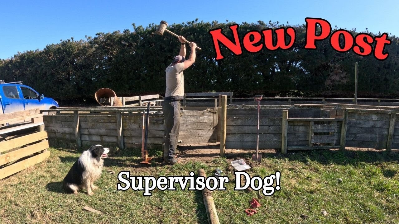 Pulling Posts | Tow & Fert | Last ewes Home before lambing.