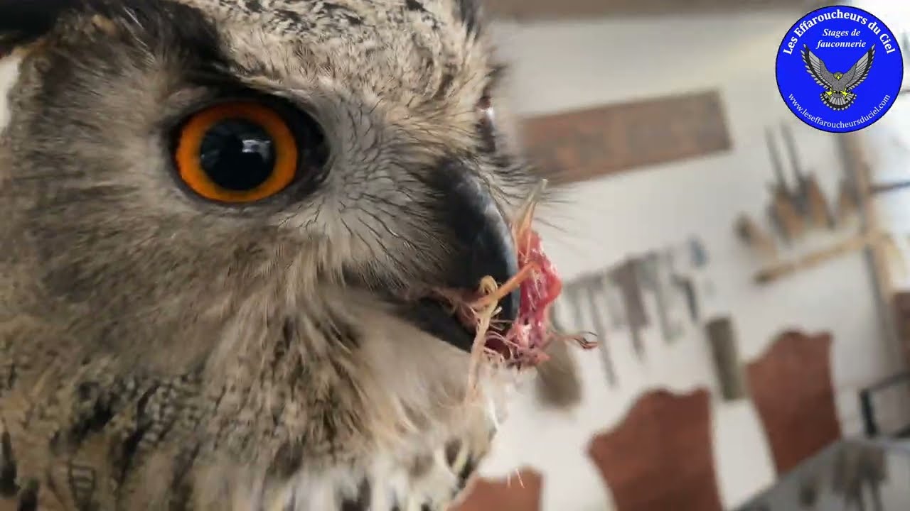 Charlotte, hibou grand duc, en entrainement pour des stages de fauconnerie, le 1/03/2023.