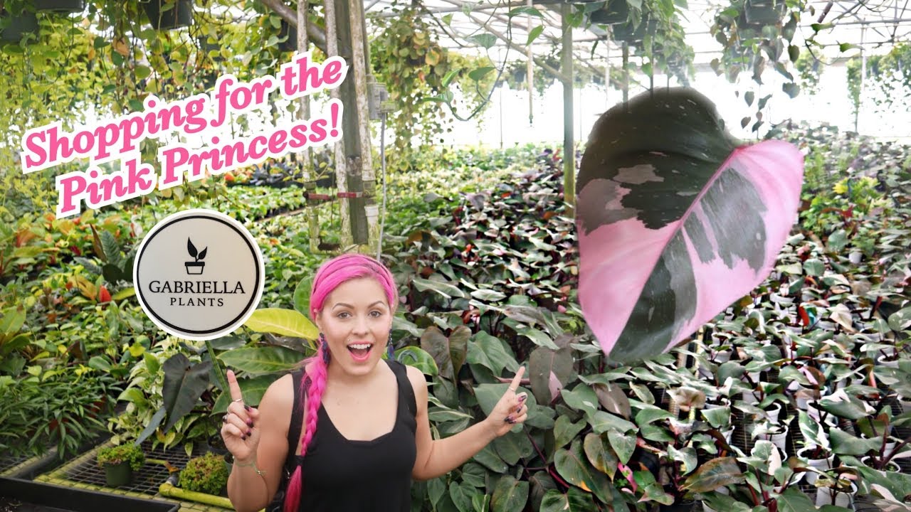 Rare Pink Princess Plant! Tour of Largest Grower