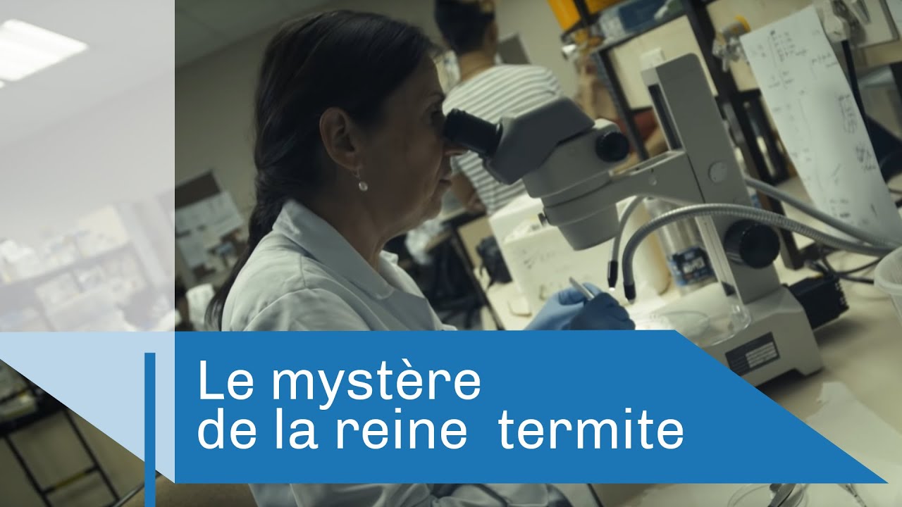 Le mystère de la reine termite | Reportage CNRS