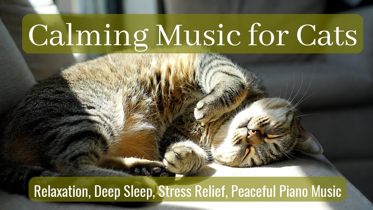 LIVE Peaceful Cat Nap Stream for Mental Calm 🧘 | Season 63
