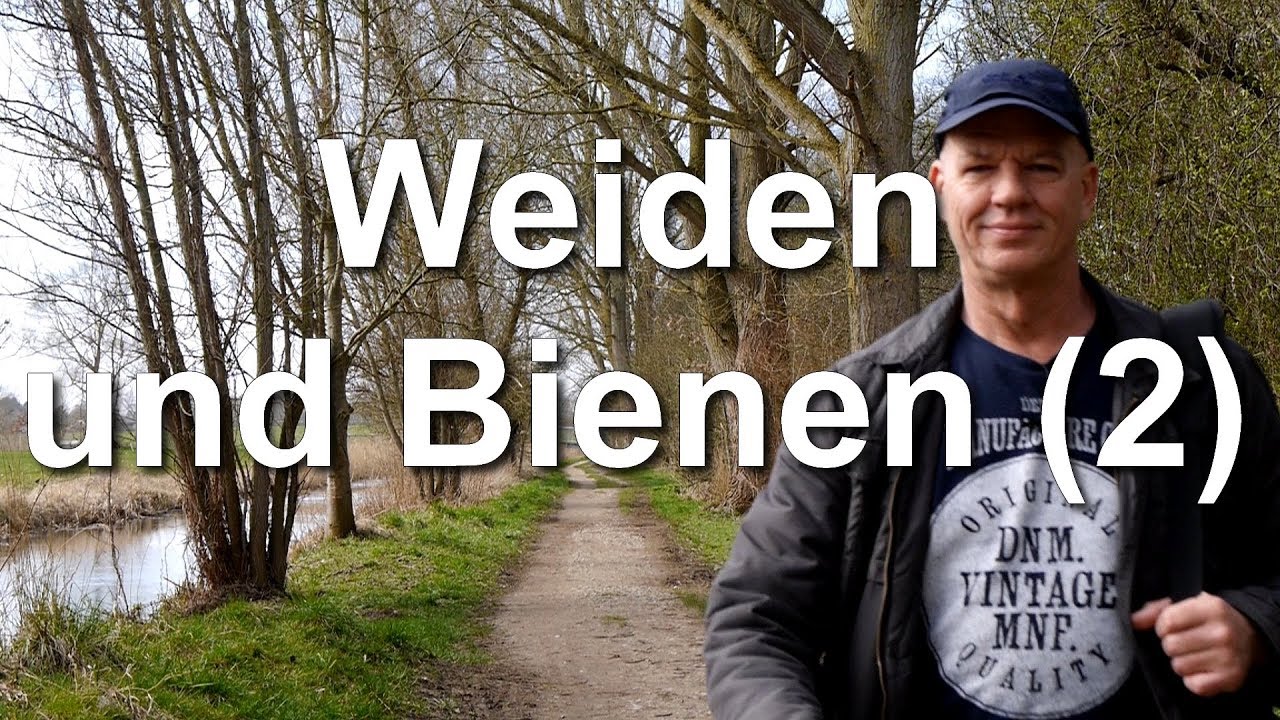 Weide und Bienen 2: Weiden Salweide, Korbweide, Reifweide im Eidertal Mielkendorf - Kiel  Outdoor