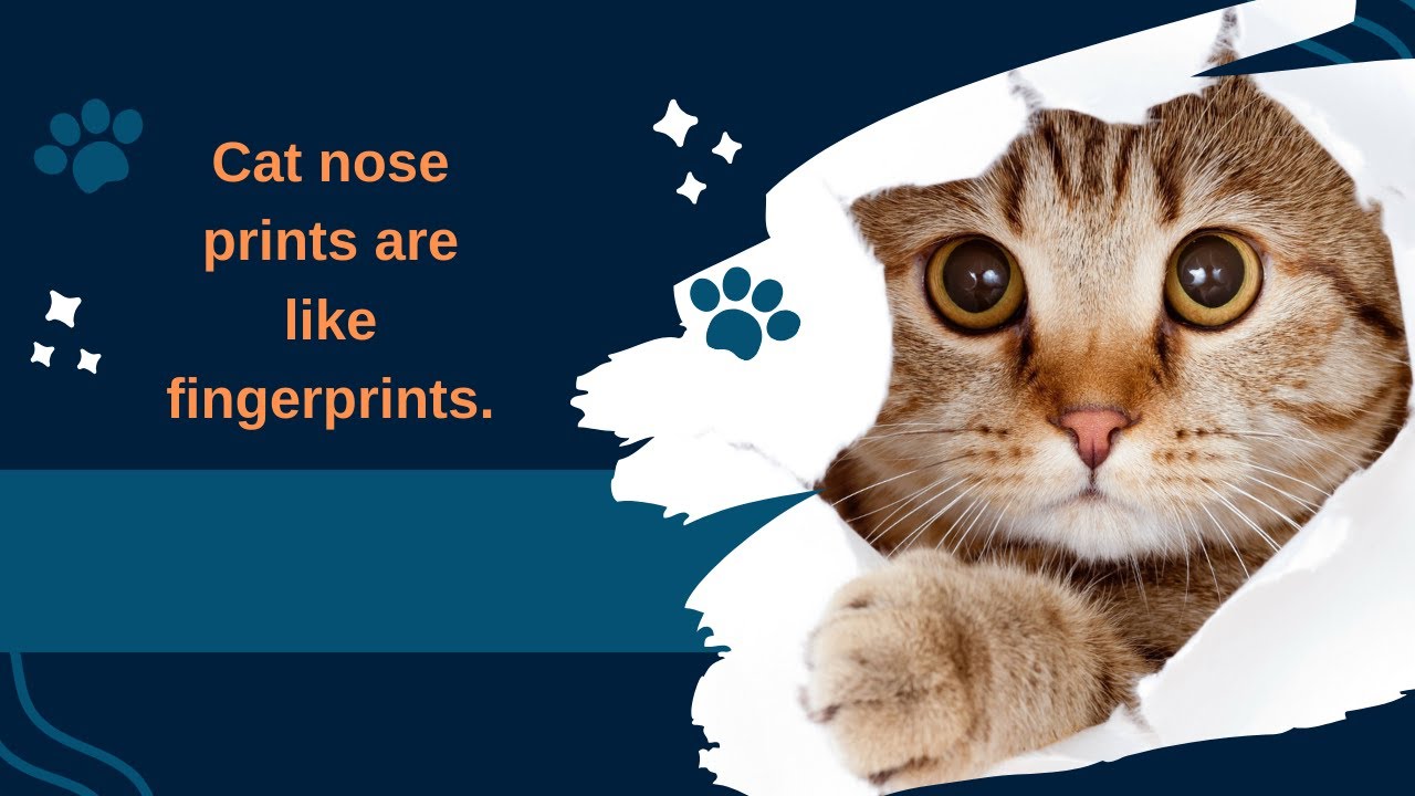 7 Things You Didn't Know About Cats