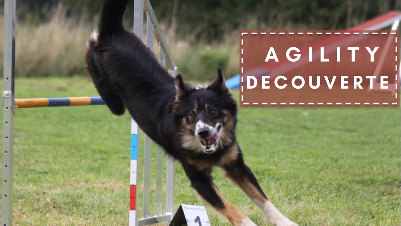AGILITY DECOUVERTE