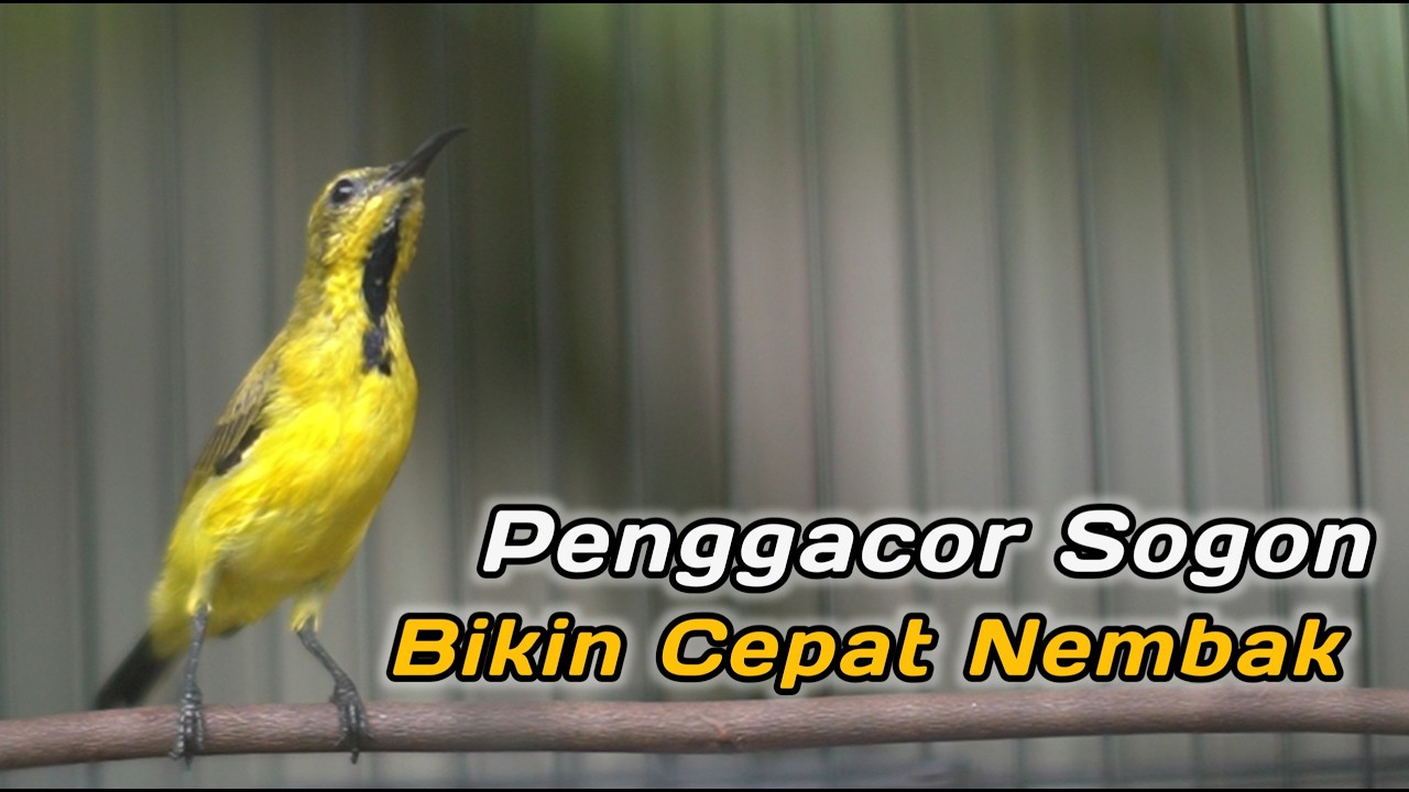 PANCINGAN SEMUA SOGON AGAR CEPAT NEMBAK‼️CUIT CUIT CERR BIKIN SOGON DISITU LANGSUNG NGALAS GACOR