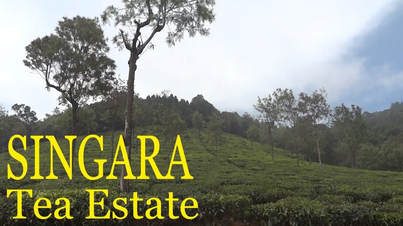 Singara Tea Estate, Ooty ll Ooty Tea Estate
