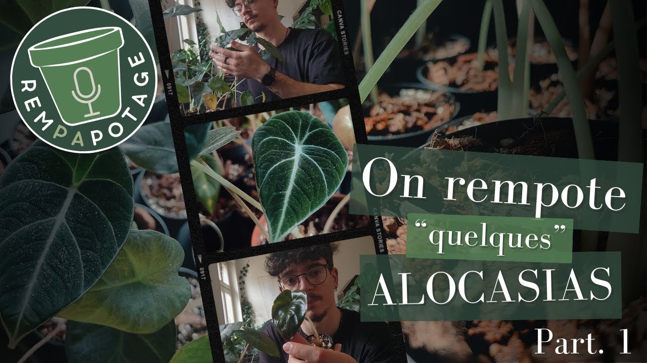 On rempote les "bulbilles" en parlant d'objectif - Rempapotage #4.1