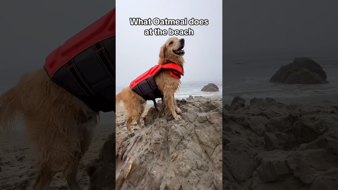 He always finds a way to stay entertained #FunnyDog #BeachDog #DillonBeach
