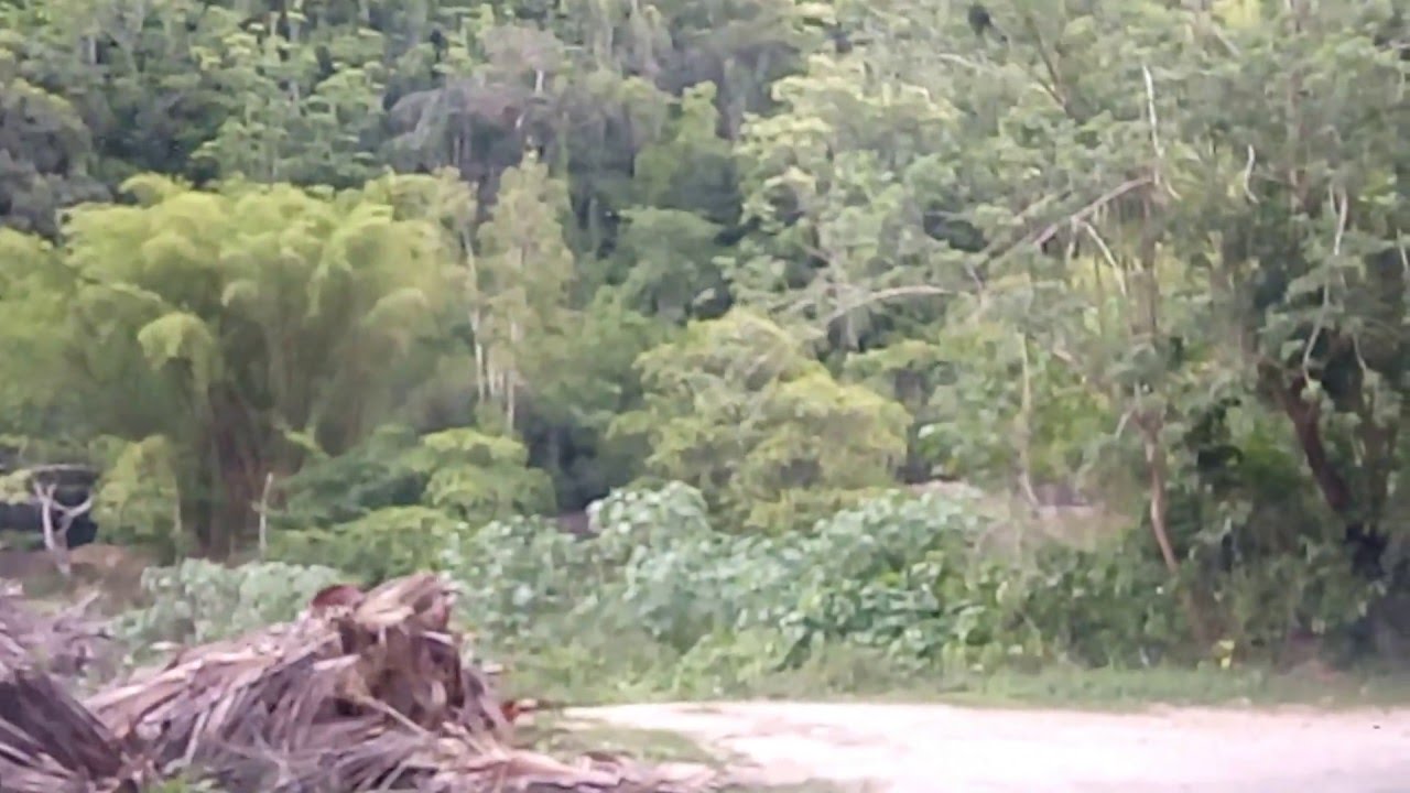 sector graulau en Río Abajo Utuado