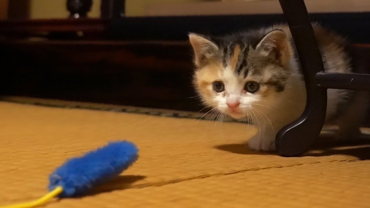 子猫のもこたんよちよち歩きでお部屋さんぽ