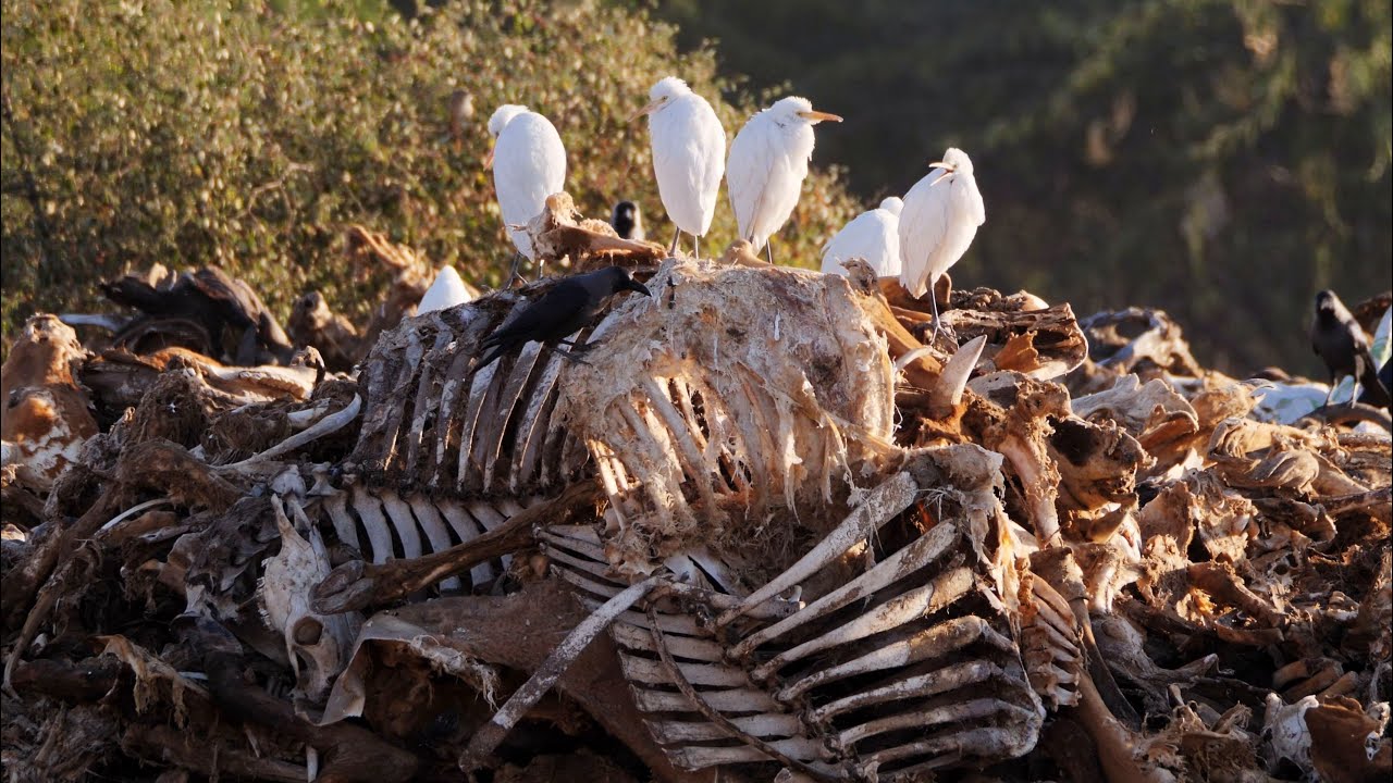 Jorbeer Carcass Dump, a lurid bird paradise.