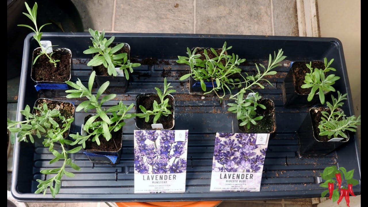 Growing Lavender From Seed Indoors