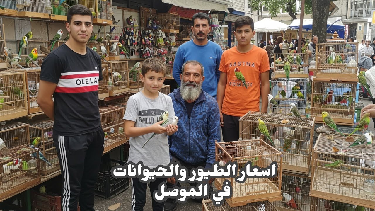 أسعار الحيوانات في الموصل 2025 / سوق سوق كوكجلي الموصل أسعار الحيوانات | سوق الطيور في الموصل 2025