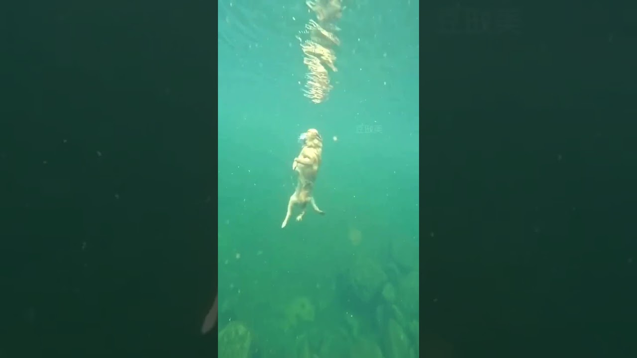 Swimming puppy 🐶