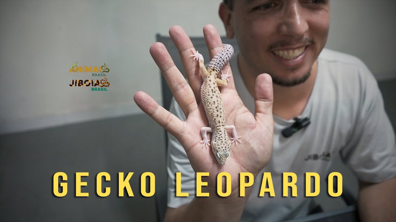 GECKO (LAGARTIXA LEOPARDO)