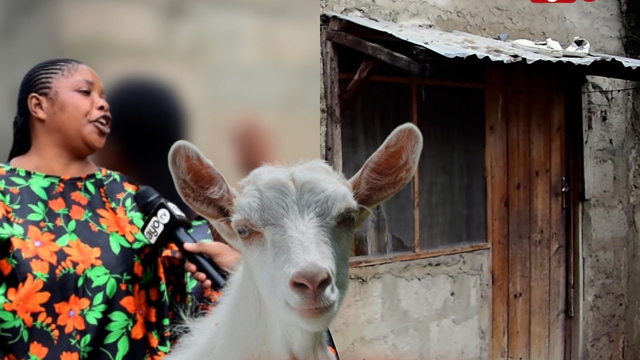NYUMBANI KWA ZAI MBUZI ANAPANGIWA NYUMBA NA ANALIPA KODI, CHUMBA MTU MBUZI