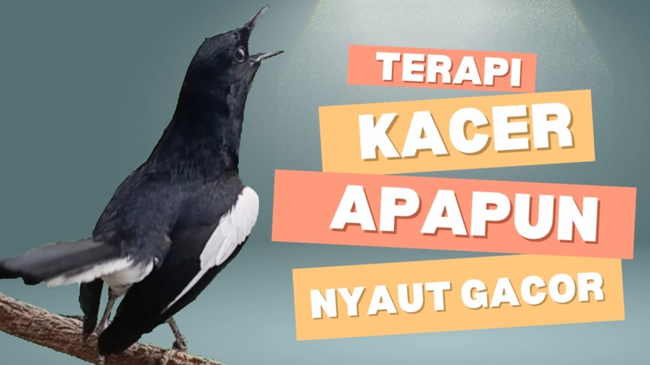 Terapi kacer ngeplong dijamin bikin kacer apasaja supaya nyaut gacor!