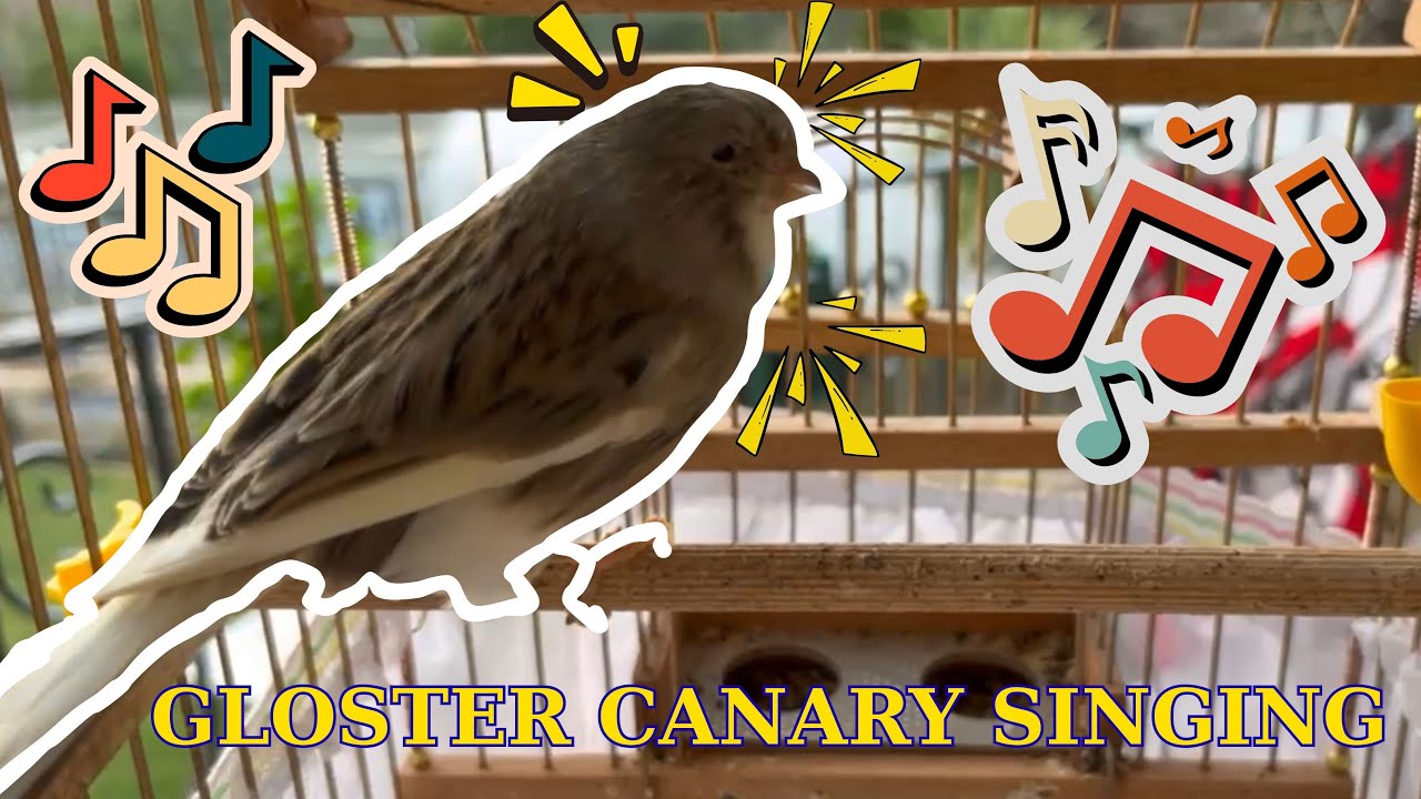 Male Canary Mating Call - Relaxing Canary Singing