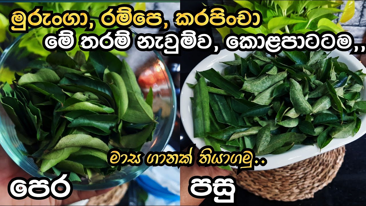 මුරුංගාකොල  කරපිංචා රම්පෙ දිගු කාලයක් නැවුම්ව කල්තියාගන්න  ක්‍රම |kitchenTips|No More Wasted Leaves