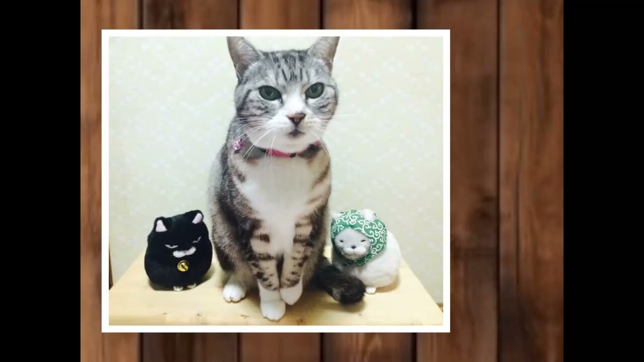気まぐれHARU🐈(オリジナルsong)#ねこ