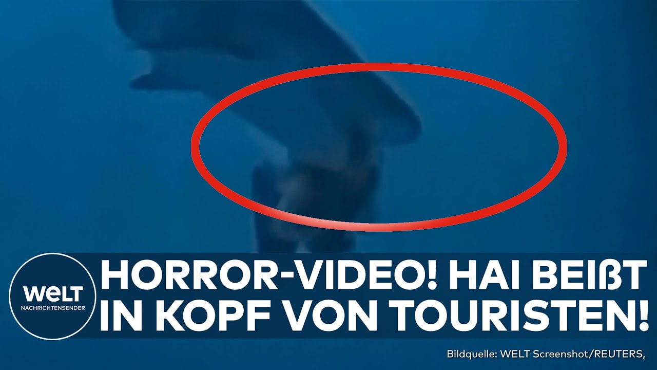 MALEDIVEN: Horror-Video zeigt Hai-Attacke! Hier bei&szlig;t ein Hai in den Kopf eines Tauchers