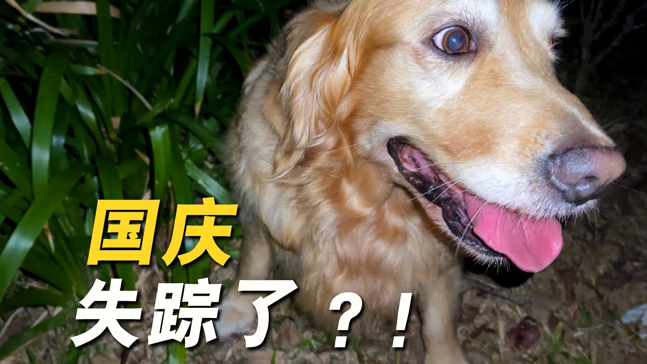 被烟花吓到，7岁的狗狗跑丢了！