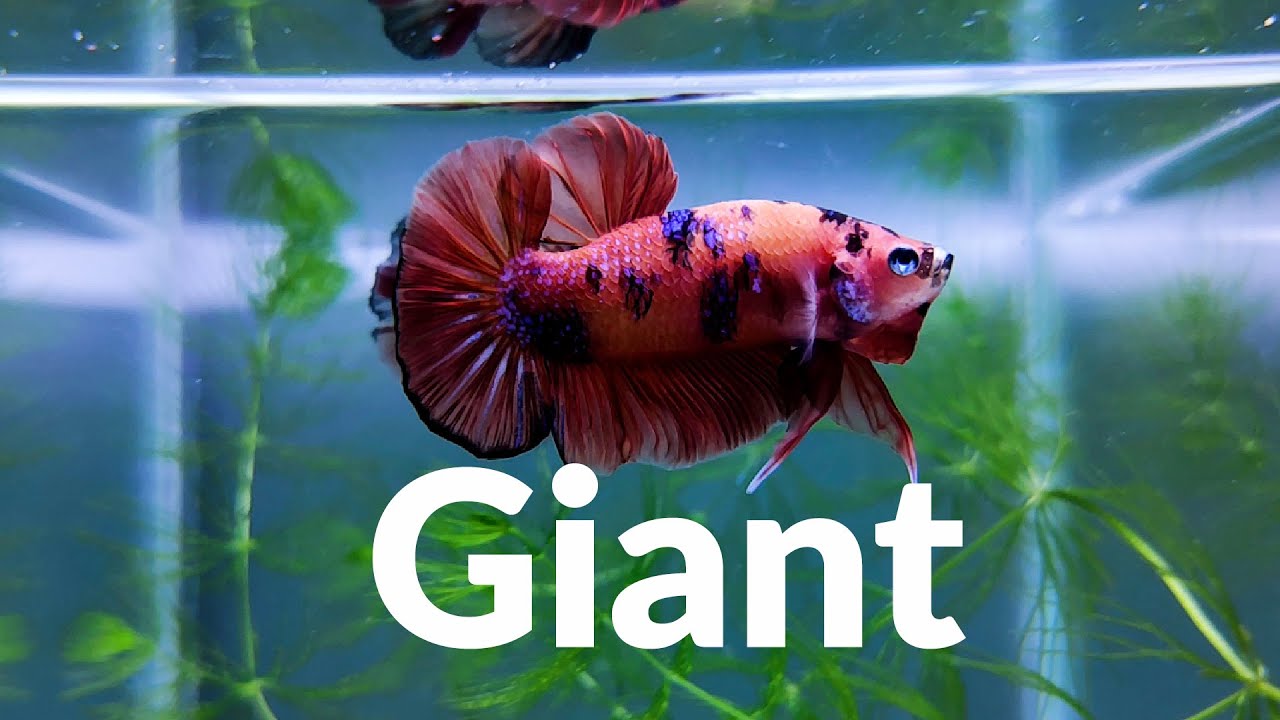 How to Raise a Giant-sized Betta Fish | Giant Bettas
