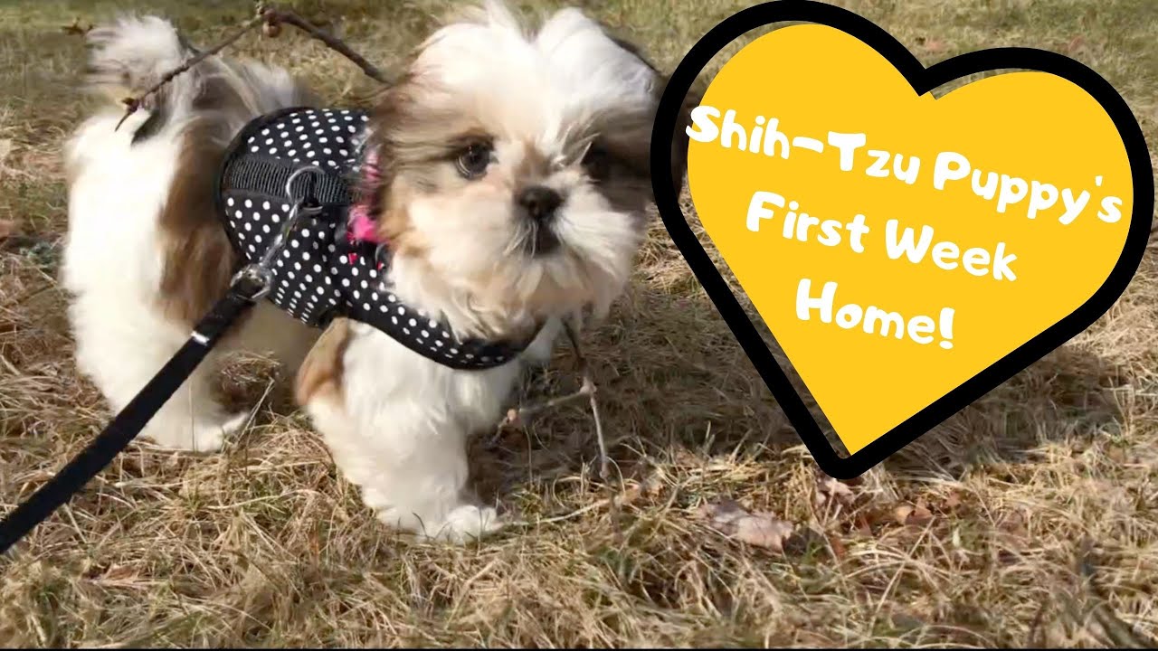 Shih-Tzu Puppy's First Week Home | Daisy's Puppy Series
