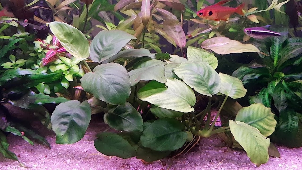 Анубиас Бартера широколистный в маленьком и большом аквариуме / Anubias Barteri Var Broad Leaf
