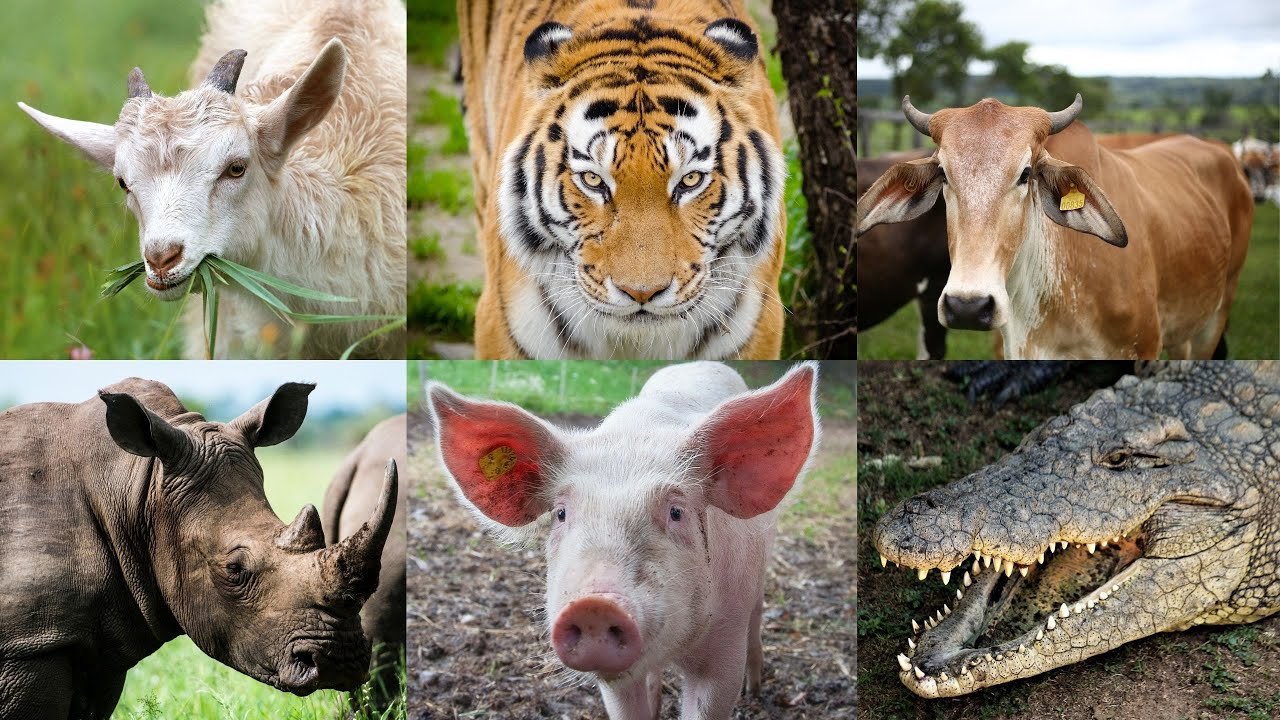 Nome e Som dos Animais - Aprenda o Som dos Animais e Conheça Seus Nomes
